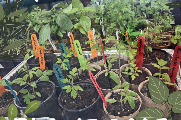 Hope Grows Here Plant Sale